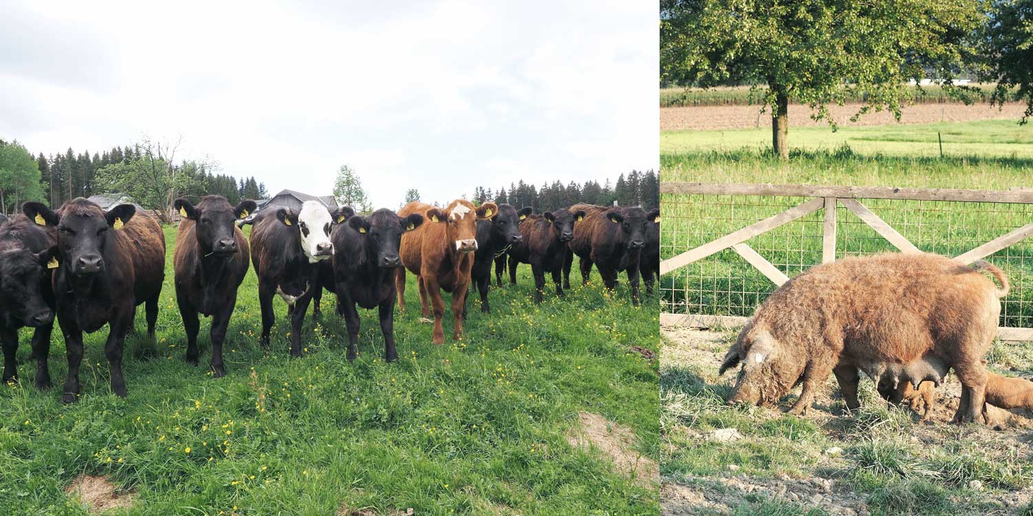 Wird das Tier artgerecht gefüttert, hat genügend Bewegung und Auslauf und wird langsam gemästet, so kann man mit einer guten Fleischqualität rechnen.