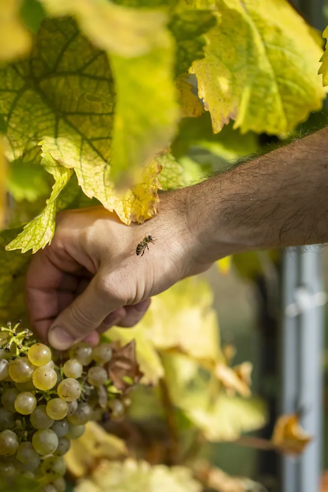 Nachhaltig Austria Österreichwein The World of Organic Agriculture 2024 Chris Yorke