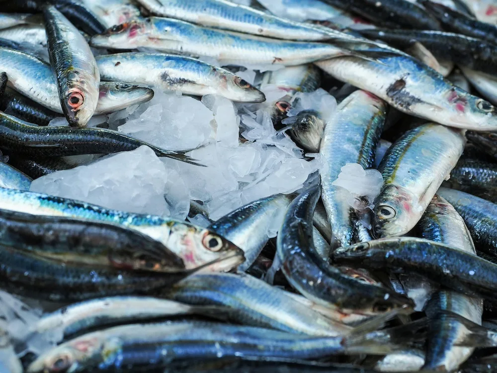 Fischbedarf Fischproduktion LandschafftLeben Hannes Royer