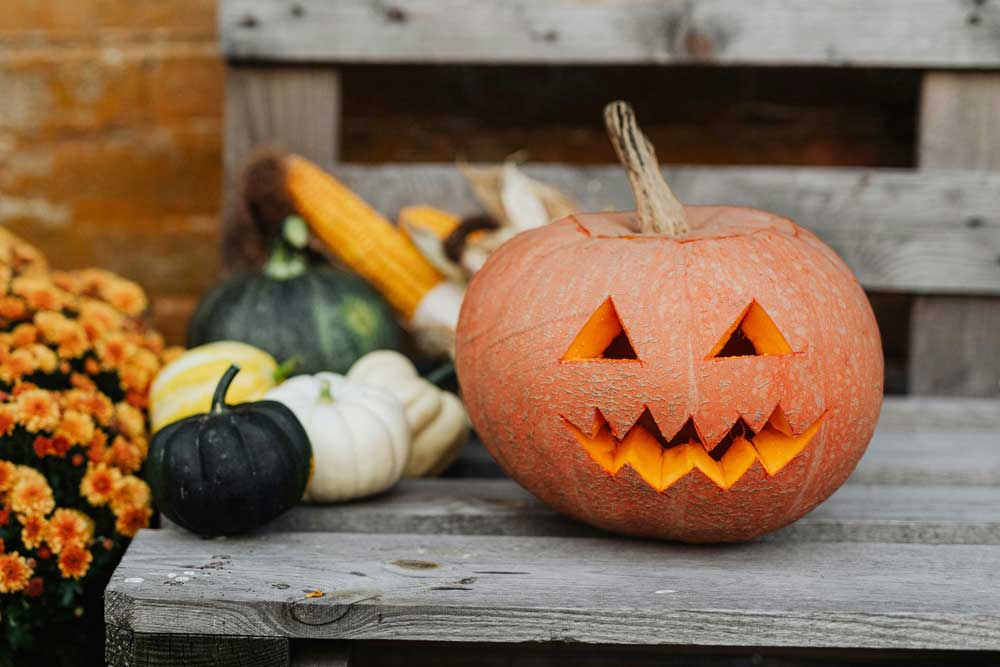 Essen oder Dekorieren? Zierkürbisse sind nicht essbar, der klassische Halloweenkürbis ist jedoch in der Regel ein Speisekürbis.