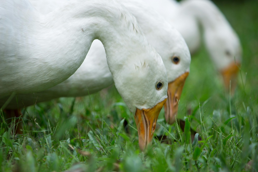 Land schafft Leben Gans Gänse Martinigansl Hannes Royer